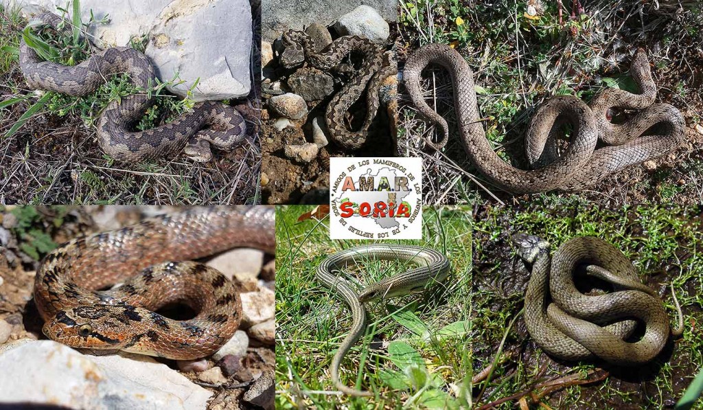serpientes-de-Soria