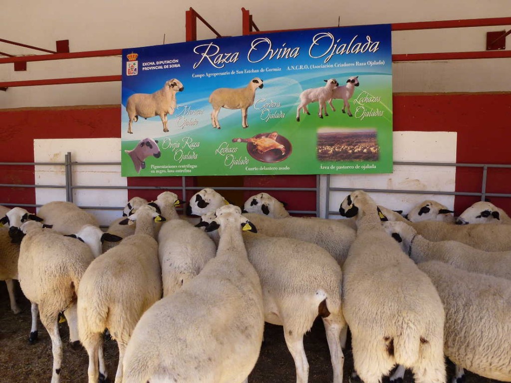 Ovejas Ojaladas en Feria Ganadera de Soria 2015
