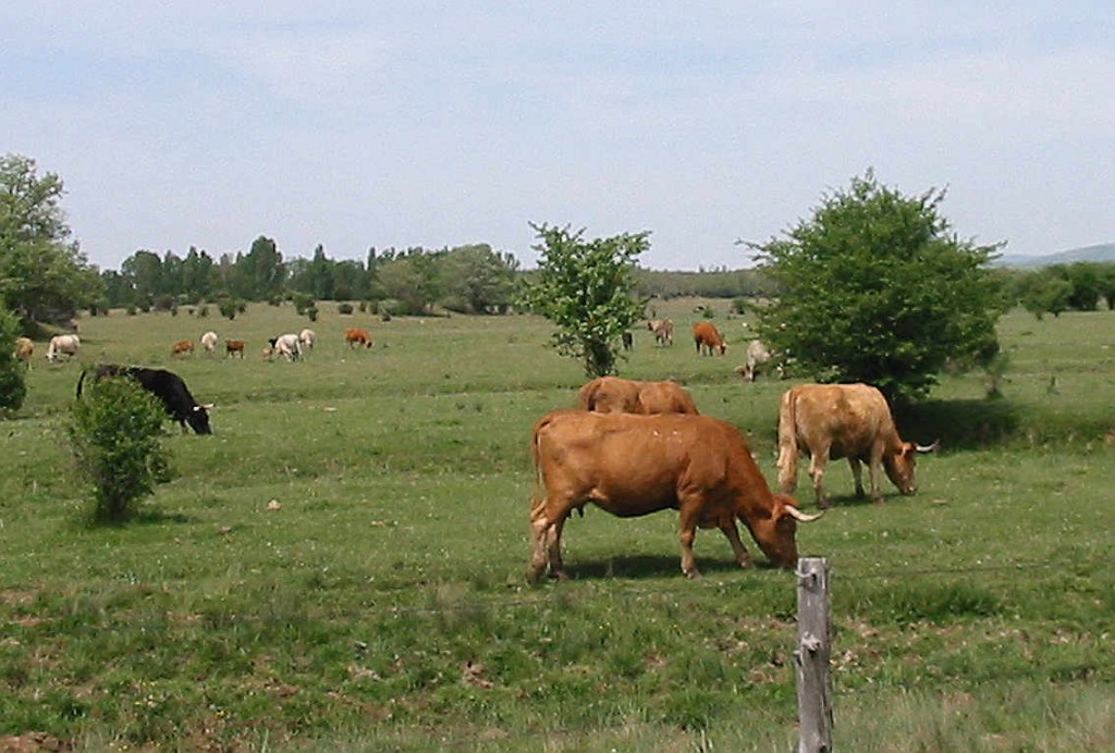 Vacas pastando en Valonsadero