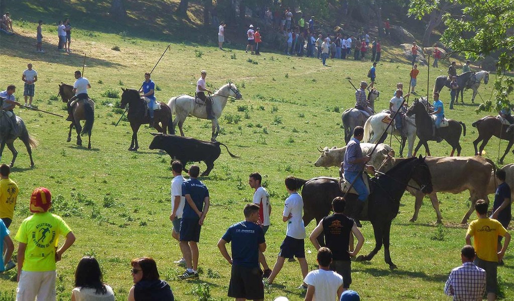 Toro-entre-caballistas-Lavalenguas-Valonsadero-2015
