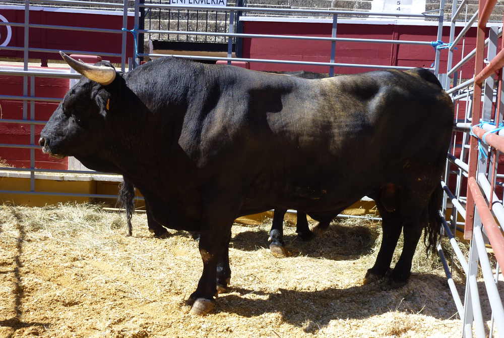 Toro de raza serrana soriana en Feria Ganadera de Soria 2015