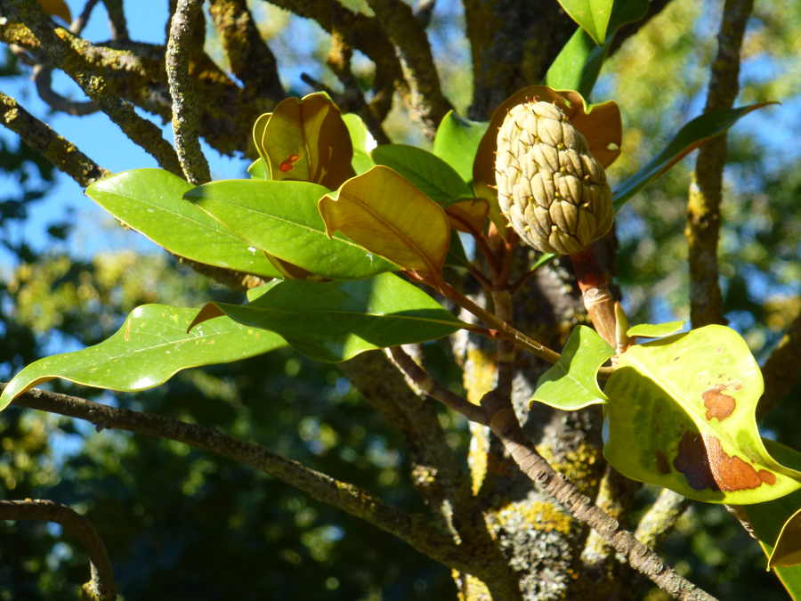 magnolio otoñal Dehesa de Soria