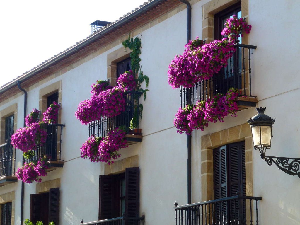 Petunias palacio Conde Puebla de Valverde en Soria