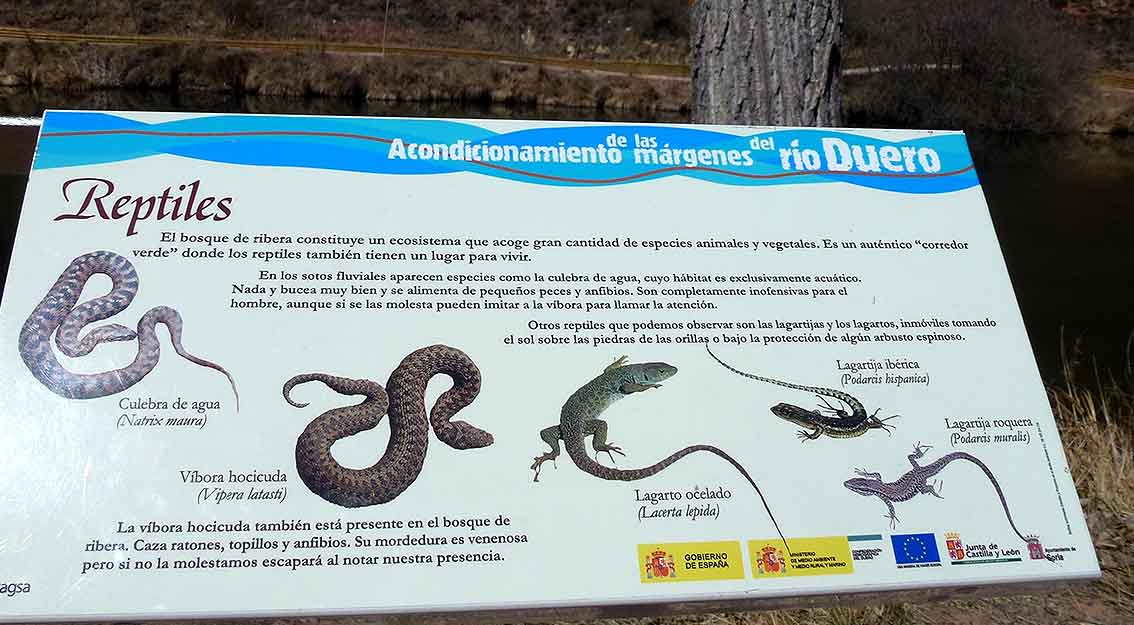 reptiles-del-Duero-en-Soria