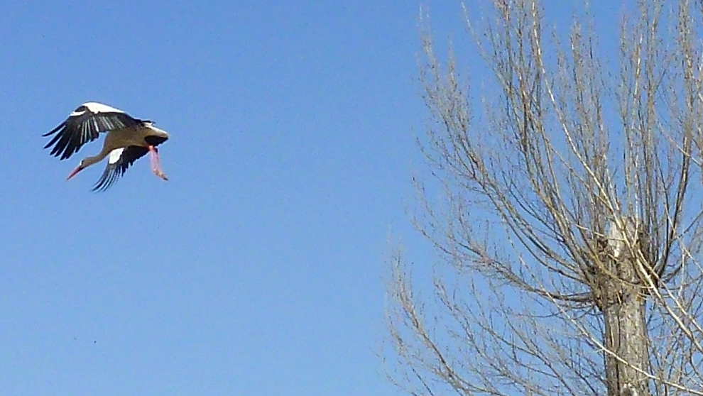 Ciguena de Soria volando