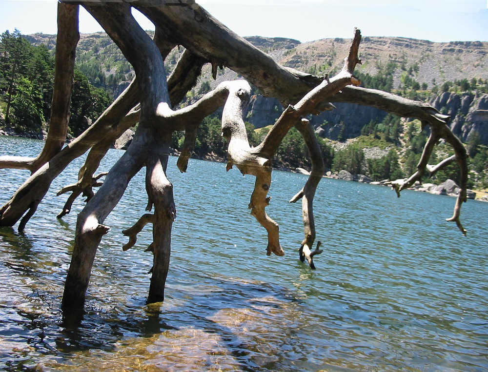 Ramas secas sobre Laguna Negra de Soria