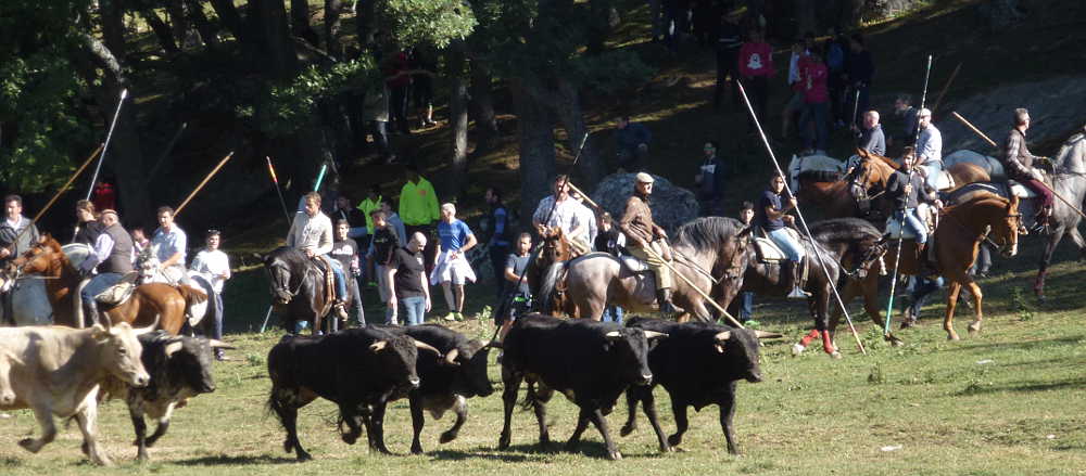 Compra del Toro en Valonsadero_Soria 20126 caballos