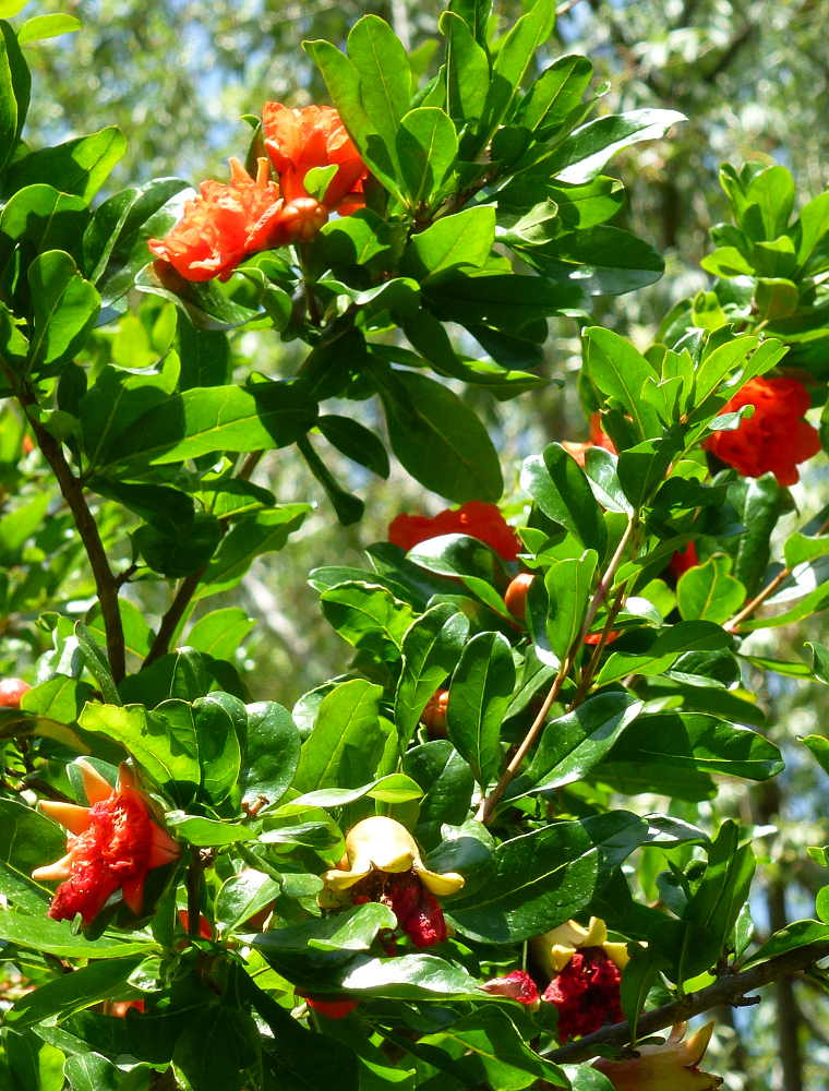 flores en granado del parque Dehesa de Soria